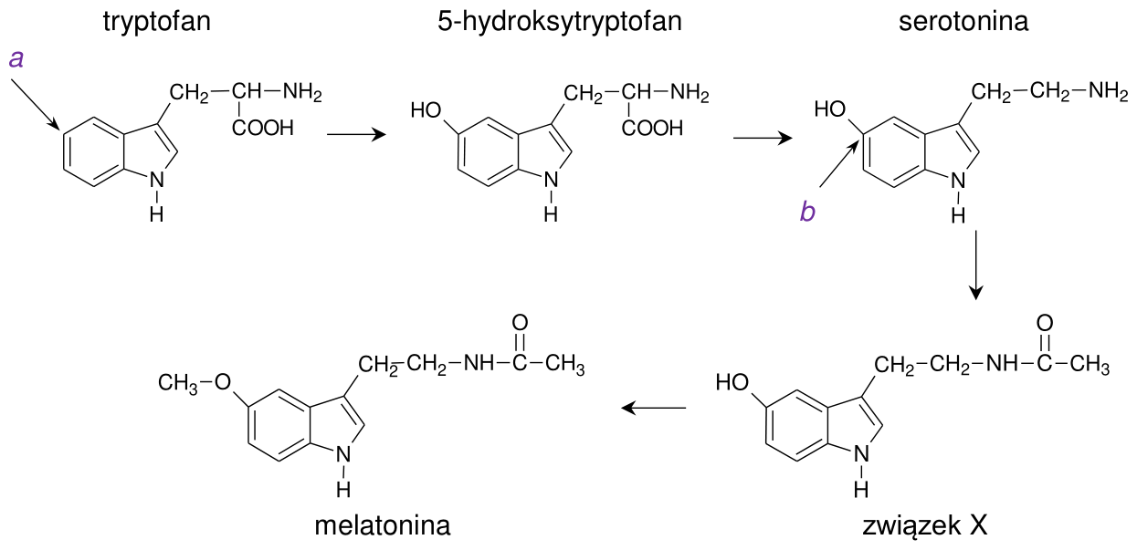 Szlak: tryptofan (a) -> 5-hydroksytryptofan -> serotonina (b) -> zwiazek X -> melatonina